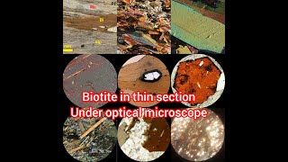 identification of biotite mineral in thin section under optical microscope petrography biotite [upl. by Tobye120]