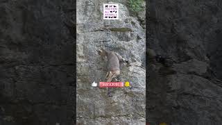 Epic Mountain Goat Climb Gone Wrong Daring Descent Down the Cliff [upl. by Dnallor]