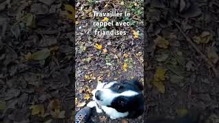 Travailler le rappel avec friandises berger australien chien puppy [upl. by Marriott]