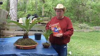 KING SAGO BONSAI  TEXAS STYLE KING SAGO BONSAI [upl. by Atiuqehs]