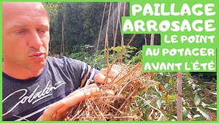 PAILLAGE ARROSAGE on fait le point au potager [upl. by Eiralih]