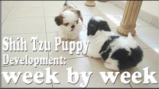 Shih Tzu Puppy Development week by week [upl. by Ttimme]