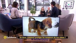 En hiver comment protéger les coussinets de nos chiens [upl. by Ori]