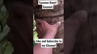 Wow Amazing Tacunan Dwarf Coconut Tree Tacunan Dwarf Coconut Easy to Harvest Dwarf Coconut [upl. by Sinne329]