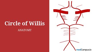 Circle of Willis  Blood Circulation of Brain  Berry Aneurysm [upl. by Behnken]