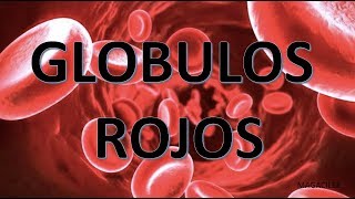 GLOBULOS ROJOS [upl. by Arammat]