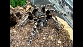 Aphonopelma seemanni  Costa Rican Zebra quot Stripe Knee Tarantula pairing [upl. by Crandell]