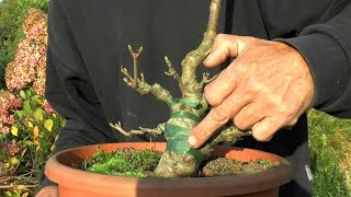 Bonsai Bergahorn Acer pseudoplatanus [upl. by Aihset]