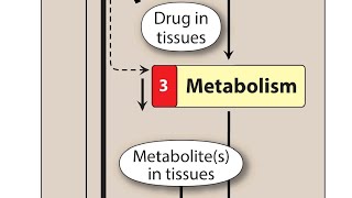 Drug metabolism phase 1 and 2 Biotransformation simplified  Pharmacokinetics  pharmacology [upl. by Raimes]