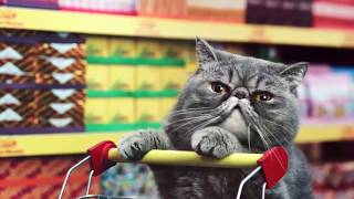 Lustige Katzen  Katzen im Supermarkt [upl. by Eanyl]