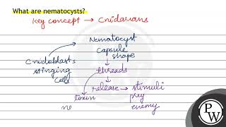 What are nematocysts [upl. by Nydnarb]