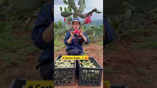 How to Eat Cactus Fruit A Guide to Harvesting amp Enjoying Prickly Pear shorts cactus harvesting [upl. by Eidnas]