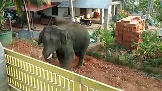 Rampaging Elephant Charges Into Village [upl. by Inail]