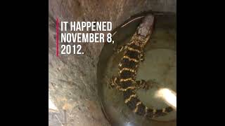 Sewer District rescues alligator in Cleveland November 8 2012 [upl. by Jessamine]