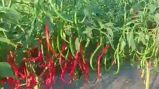 RAHASIA MENANAM CABE MERAH KERITING BERBUAH LEBAT part 1 [upl. by Leba]