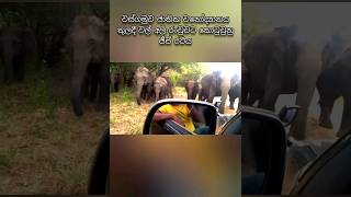 Wild Elephant Attack Safari Jeep Wasgamuwa National Park [upl. by Mungovan241]