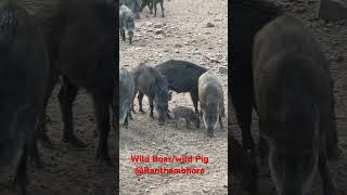 Wild Boat  Wild Pigs wildboar WildPig Ranthambhore Tigersafari [upl. by Nuhsyar]