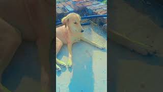 dog laver labradoor short video [upl. by Demmahum]