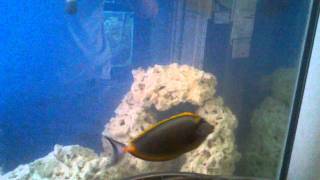 8quot Male Blonde Naso Tang in 150 Gallon Aquarium [upl. by Nodnahs]