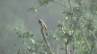 Himalayan bulbul singing  Sattal by Nicholas Iyadurai Nov 2024 [upl. by Isma108]