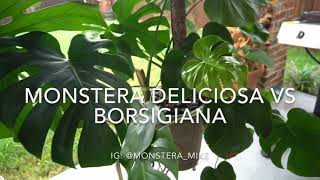 Monstera Deliciosa vs Monstera Borsigiana [upl. by Keeley717]