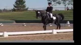 FEI dressage Arabian Grand Prix National Champion KB Omega Fahim [upl. by Nagah768]