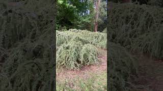 WEEPING BLUE ATLAS CEDAR  cedrus atlantica glauca pendula [upl. by Marlow]