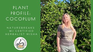 Cocoplum Plant Profile Native Florida Edible coastal and medicinal plant [upl. by Delora697]