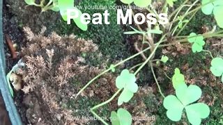 How to Use Peat Moss  Benefits of Peat Moss  How to Make Peat Moss  sphagnum moss Urduhindi [upl. by Annhej]