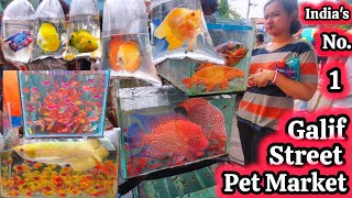 Galif street pet market recent video  Recent Aquarium Fish In Galiff street aquarium fish market [upl. by Eisenhart]