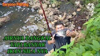 AIR NYA DANGKAL TAPI SARANG IKAN NILA [upl. by Enneira]