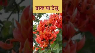 पलाश के फूलButea monospermaपहचान और उपयोग।shorts sunitamusale palash पलाश [upl. by Chessy]