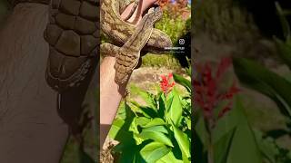 Scrub Python Stops to Smell the Flowers [upl. by Adnohsak]