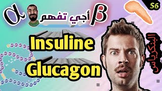 Endocrinologie en Arabe hormone dinsuline et glucagon Physiologie animale S6 [upl. by Etnuahs]