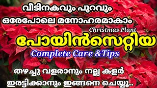 Poinsettia Complete Care MalayalamChristmas Plant Careപോയിൻസെറ്റിയ പരിചരണംWinter Rose plant care [upl. by Letrice]