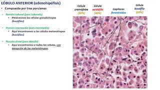 Histología de hipófisis glándula pituitaria PARTE 2 [upl. by Naut235]