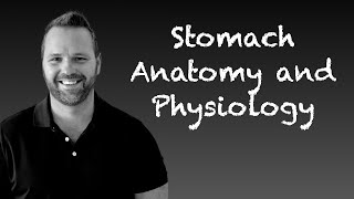 Stomach Anatomy and Physiology [upl. by Nami]