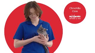 Comprehensive Chinchilla Care Guide for Healthy Pets [upl. by Haiel8]