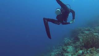 Curaçao  Marriott Reef Double Reef Shore Dive 20240829 [upl. by Rimma]