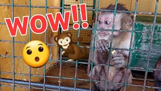 Baby🐒 oh😯😯 babymonkey monkey cuteanimals animals funnyanimals adorable wildlife viralvideo [upl. by Princess604]