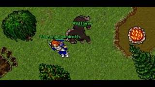 TIBIA  War Horse  Montaria   BRONSON SERVER [upl. by Dey]