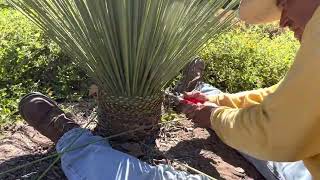 Pruning A Dasylirion or Mexican Grass Tree [upl. by Esirtal]