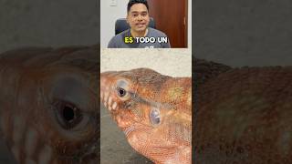 El Lagarto Tegu Rojo Salvator Rufescens 🦎 ¿Los conocías  lagarto animales salvaje sabiasque [upl. by Mannuela]