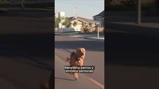 El encantador de perros en Canal Capital 🐶 [upl. by Shaylynn]