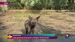 Pet News loboguará se torna pai em zoológico de Pomerode [upl. by Hound]