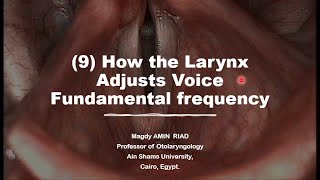 9 How the Larynx Modulates Voice Fundamental frequency [upl. by Oberon401]