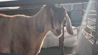 Watch Me Sing to Goats – UNEXPECTED Ending [upl. by Hercule344]