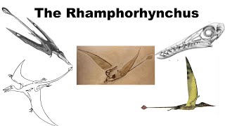 The Rhamphorhynchus In About 2 Minutes And 7 Seconds [upl. by Aneehta496]