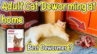 95 Pet Parents Dont Know How To Deworm adult Cat At Home Cat Worms TreatmentAdult Cat Deworming [upl. by Oeniri]