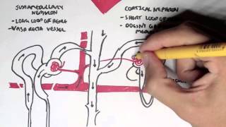 Nephrology  Kidney and Nephron Overview [upl. by Reteid]